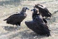 Griffon-vulture