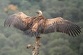 Griffon vulture Royalty Free Stock Photo
