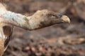 Griffon vulture Royalty Free Stock Photo