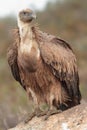 Griffon vulture Royalty Free Stock Photo