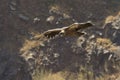 Griffon Vulture Royalty Free Stock Photo