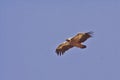 Griffon Vulture Royalty Free Stock Photo