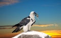 Griffon vulture against sky background Royalty Free Stock Photo