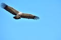 Griffon vulture in Baronnies, wings wide open. Flying freely in a blue sky in Drome Provencale