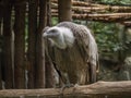 Griffon Vulture