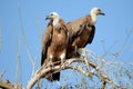 Griffon vulture BIKANER