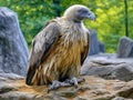 Griffon Vulture bird taken in Moscow zoo.