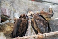 Griffon Vulture birds portrait taken in Moscow zoo.