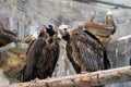 Griffon Vulture birds portrait taken in Moscow zoo.