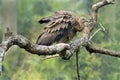 Griffon vulture