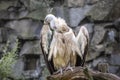 Griffon vulture Birds watching in the wildlife Royalty Free Stock Photo