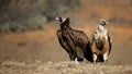 Griffon vulture and Black vulture are standing together on the field Royalty Free Stock Photo