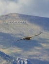 Griffon vulture in Canyon of Verdon River (Verdon Gorge) in Provence, France