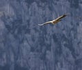 Griffon vulture in Canyon of Verdon River (Verdon Gorge) in Provence, France