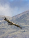 Griffon vulture in Canyon of Verdon River (Verdon Gorge) in Provence, France