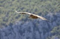 Griffon vulture in Canyon of Verdon River (Verdon Gorge) in Provence, France