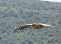 Griffon vulture in Canyon of Verdon River (Verdon Gorge) in Provence, France