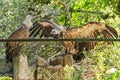 Griffon vulture in captivity in zoo. The bird spread its wings