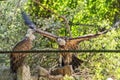 Griffon vulture in captivity in zoo. The bird spread its wings