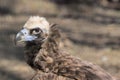 The griffon vulture close up head shot very close up showing feather and beak details. Royalty Free Stock Photo