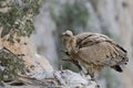 Griffon Vulture, Crete