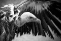 Griffon vulture detail of head with outspread wing