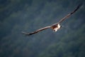 Griffon Vulture in the Drome provencale, France Royalty Free Stock Photo