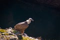 Griffon vulture on the Duraton River Royalty Free Stock Photo