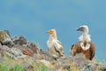 Griffon Vulture and Egyptian vulture, big birds of prey sitting on stone, rock mountain, nature habitat, Madzarovo, Bulgaria, East Royalty Free Stock Photo