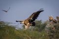 Griffon vulture or eurasian griffon or gyps fulvus in flight head on with full wingspan in a beautiful green background at jorbeer Royalty Free Stock Photo