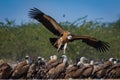 Griffon vulture or eurasian griffon or gyps fulvus in flight head on with full wingspan in a beautiful green background at jorbeer Royalty Free Stock Photo