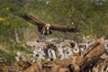 Griffon vulture or eurasian griffon or gyps fulvus in flight head on with full wingspan in a beautiful green background at jorbeer Royalty Free Stock Photo