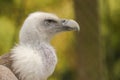 Griffon vulture portrait shot