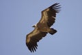 Griffon Vulture in flight Royalty Free Stock Photo