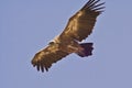 Griffon Vulture in flight Royalty Free Stock Photo