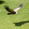 Griffon vulture in flight above the grass Royalty Free Stock Photo