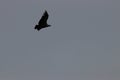 Griffon vulture flight