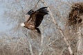 Griffon Vulture in flight Gyps Fulvus
