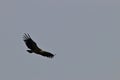 Griffon vulture flight