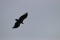 Griffon vulture flight