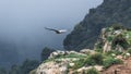Griffon Vulture in Flight taken from behind