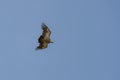 Griffon Vulture flying 3 Royalty Free Stock Photo