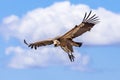 Griffon vulture flying against cloudy sky Royalty Free Stock Photo