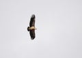 Griffon vulture flying alone in the sky