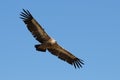 Griffon vulture flying with blue sky background in Alcoi Royalty Free Stock Photo