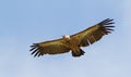 Griffon Vulture Royalty Free Stock Photo