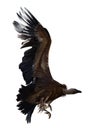 Griffon vulture flying isolated Royalty Free Stock Photo