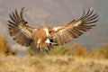 Griffon vulture flying