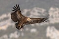 Griffon vulture flying and landing Royalty Free Stock Photo