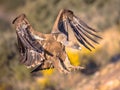 Griffon vulture flying and landing Royalty Free Stock Photo